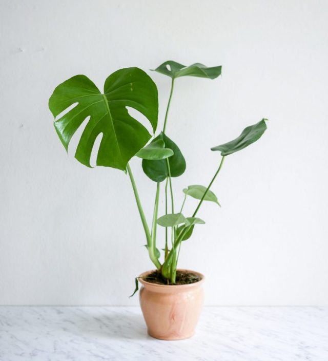 Our Favorite Houseplants for Midcentury Style - Atomic Ranch