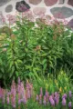 purple flowers outside Wisconsin home