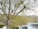 concrete pavers in Palm Springs backyard