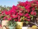 MCM backyard with pool, bougainvillea