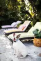 colorful fringed lounge chair cushions on pool deck with potted plant and dog